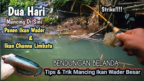 DUA HARI ‼️ MANCING DI SUNGAI  & CARA MANCING WADER  BABON SUSAH DI PANCING AIR JERNIH