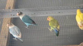Love Bird : mencari Jodoh part 2