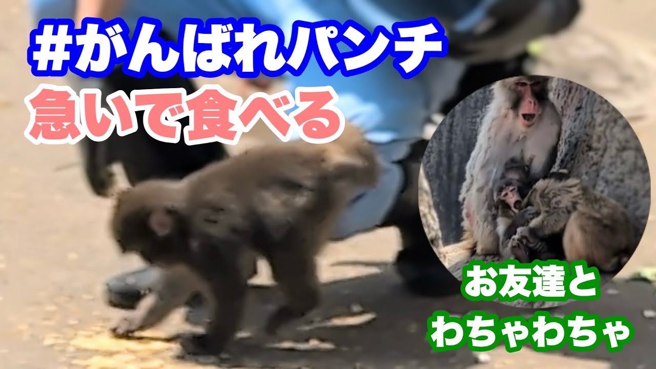 パンチくん、置いていかれないように素早く食べる（Punch-kun eats