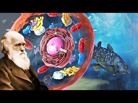 Vidéo: Quand le darwinisme social a-t-il été introduit ?