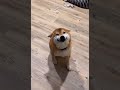 やったらいけない事をしてしまった犬🐶