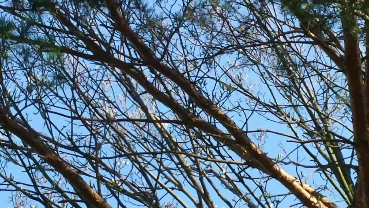 Buchfink Gesang - einfach schön