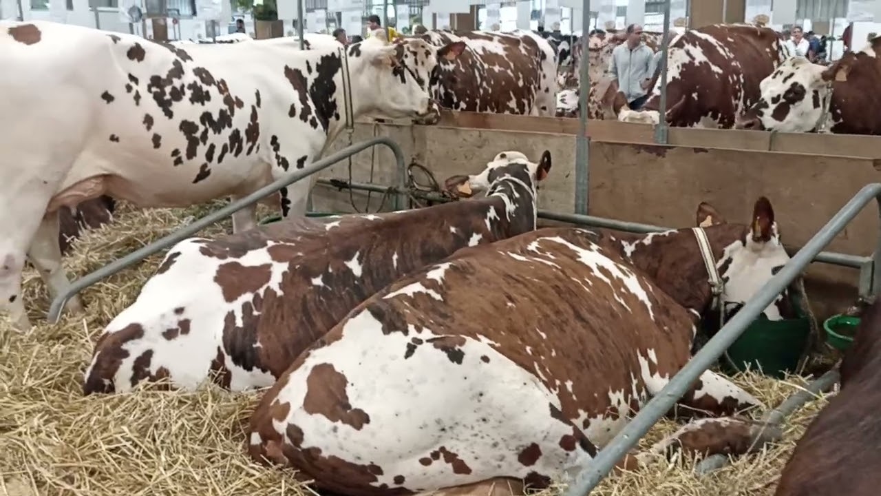 SPACE 2022'den sütçü ırklar #jersey #montofon #normande #montbeliard  #mustafakorkmaz #baykorkmaz