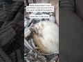 Arsuz kiyikentte kaybolmuştur bulana 5bin TL ödül vardır 5323882278