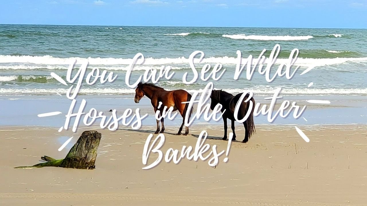 You Can See Wild Horses in the Outer Banks, NC!