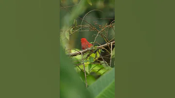 Bird sounds Relaxation - Nature sounds  for Meditation - Birds chirping, birds singing #4