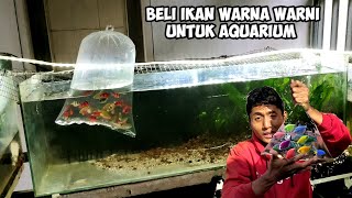 beli ikan harimau merah (tigerbarb redglow) untuk akuarium lama ku