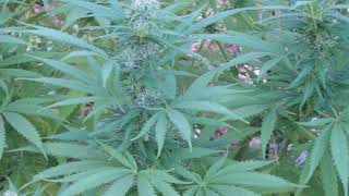 Outdoor Cannabis Grow week 17 at Lucas Gardens.