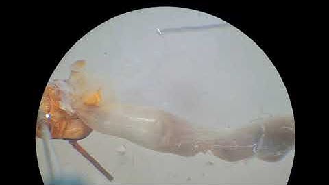 Insect Digestive System Dissection