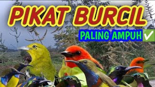 SUARA PIKAT BURCIL siPALING AMPUH✅