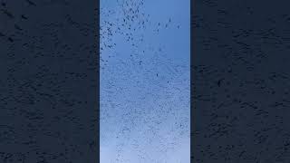 “Don’t shoot the swan!”  #goosehunting #illinois #geesehunting #snowgoosehunting #blacksky