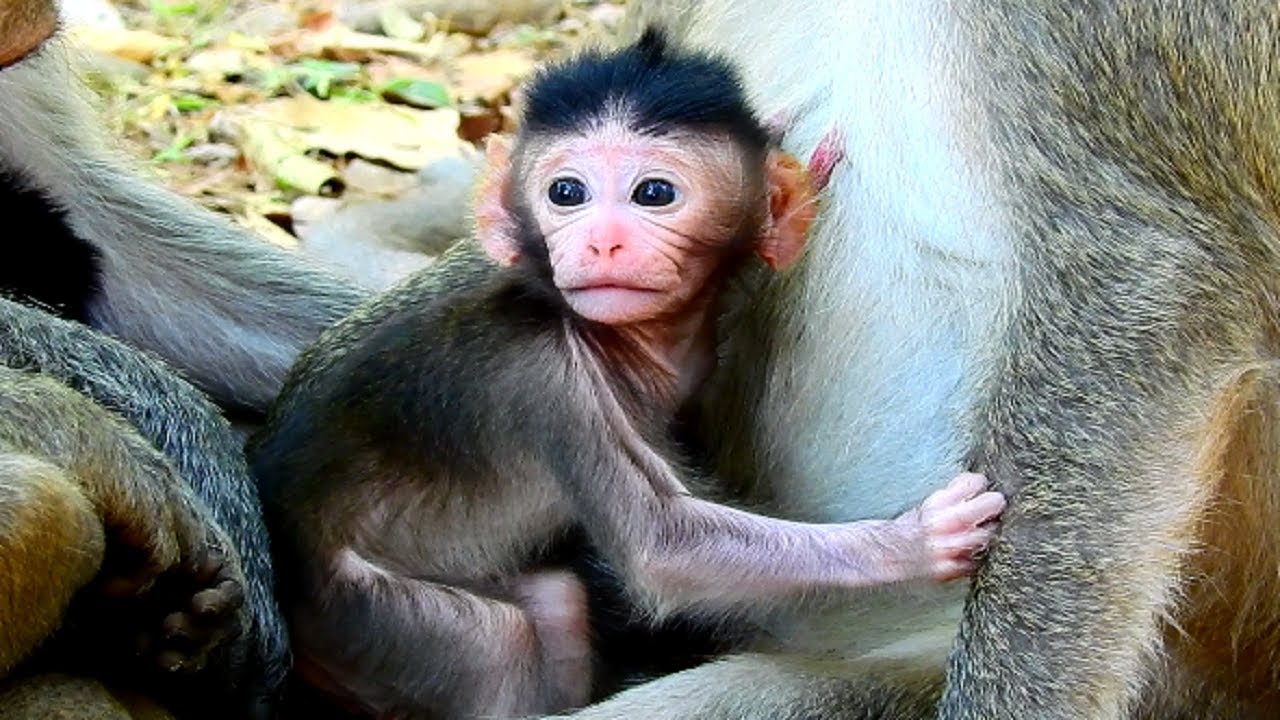 So Cute Newborn Asian Monkey! Very Lovely Monkey Baby! YouTube