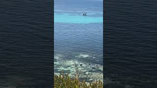 Snorkeler Oblivious To Sea Lion Swimming Past