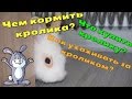 Чем кормить кролика, что купить кролику, как ухаживать за декоративными кроликами