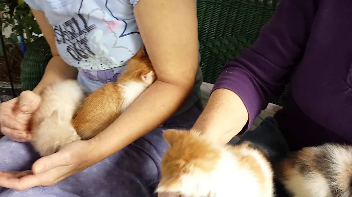 Linda Gaskins 5 found kittens