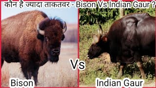 Indian Gaur Vs Bison | Gaur Vs Bison | American Bison Vs Indian Gaur.