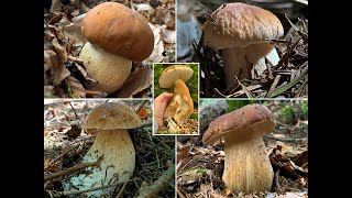 Steinpilze 2020 Sommersteinpilz, Boletus Aestivalis Fichtensteinpilz, Boletus Edulis Porcini