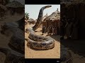 aii vidio.         the big snake 🐍. #sanke