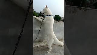 Blue eyes white husky #dog #doglover #shorts #youtubeshorts Blue eyes white husky #dog #doglover #shorts #youtubeshorts