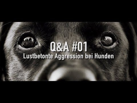 Video: Angstbedingte Aggression Bei Hunden – Ein Typisches Beispiel