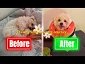 Our Puppy Daisy’s First Spay Surgery + Recovery | Things to Know Before &amp; After