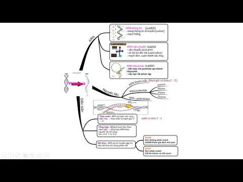 Video TÓM TẮT CHỦ ĐỀ GEN, MÃ DI TRUYỀN, NHÂN ĐÔI ADN, PHIÊN... - youtube