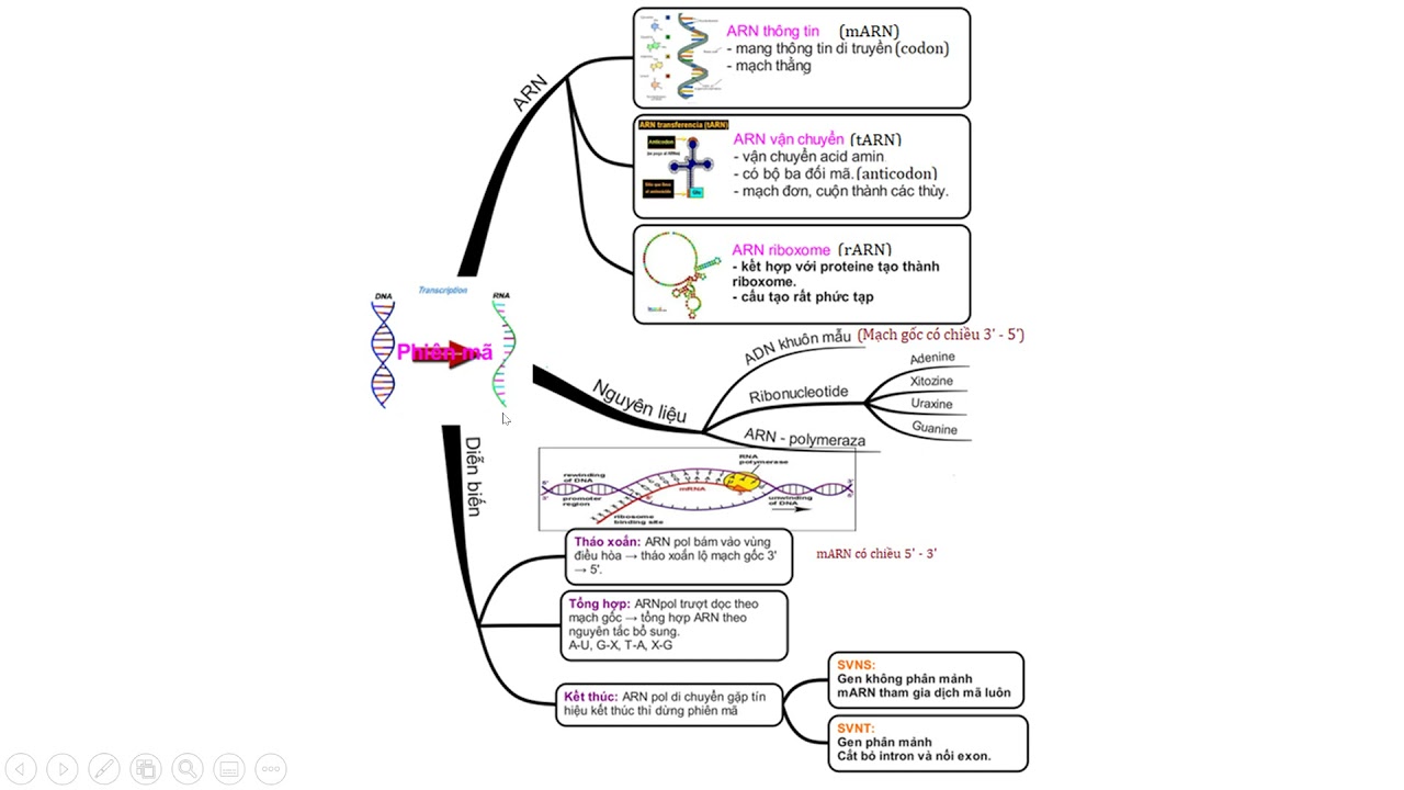 TÓM TẮT CHỦ ĐỀ GEN, MÃ DI TRUYỀN, NHÂN ĐÔI ADN, PHIÊN MÃ VÀ DỊCH MÃ BẰNG SƠ ĐỒ TƯ DUY
