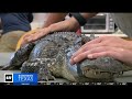 Reward offered after 3 alligators shot at Texas nature center
