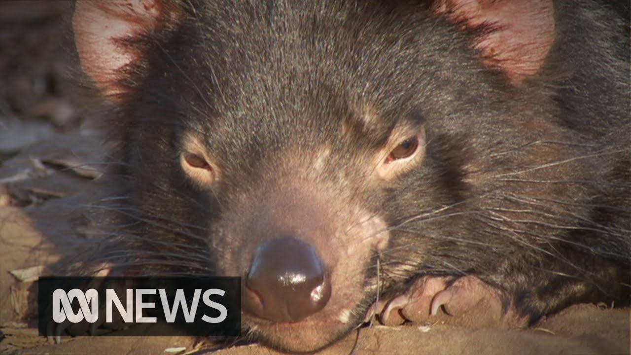 tassie devil facts Male Tasmanian devils hit hardest by second type of transmissible cancer | ABC News