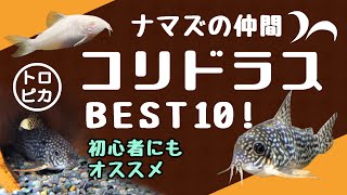 【コリドラス特集】人気のコリドラスBEST10！初心者にもおすすめです！