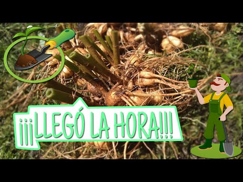 Video: Es Hora De Desenterrar Las Dalias