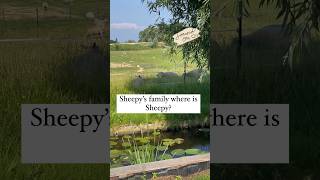 My friend Sheepy was gone for days, so I went looking for him ?Noah sheep cutecats adventurecat