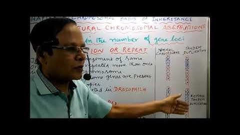 XII Bio Botany and Botany Chapter 3 Chromosomal basis of inheritance Mutation  V Structural Changes