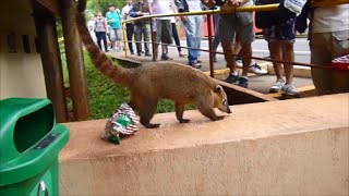 CATARATAS DEL IGUAZÚ , COATÍ , MISIONES ARGENTINA