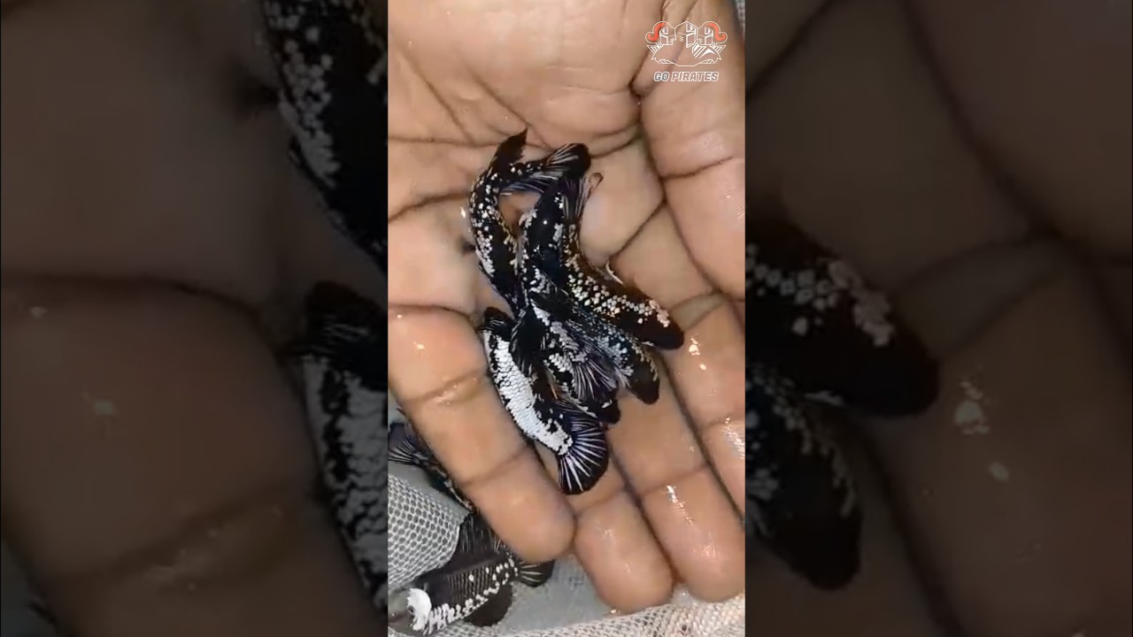 facts about alien betta 👽👽👽#bettafish #trending #viralvideo #bettabreeding