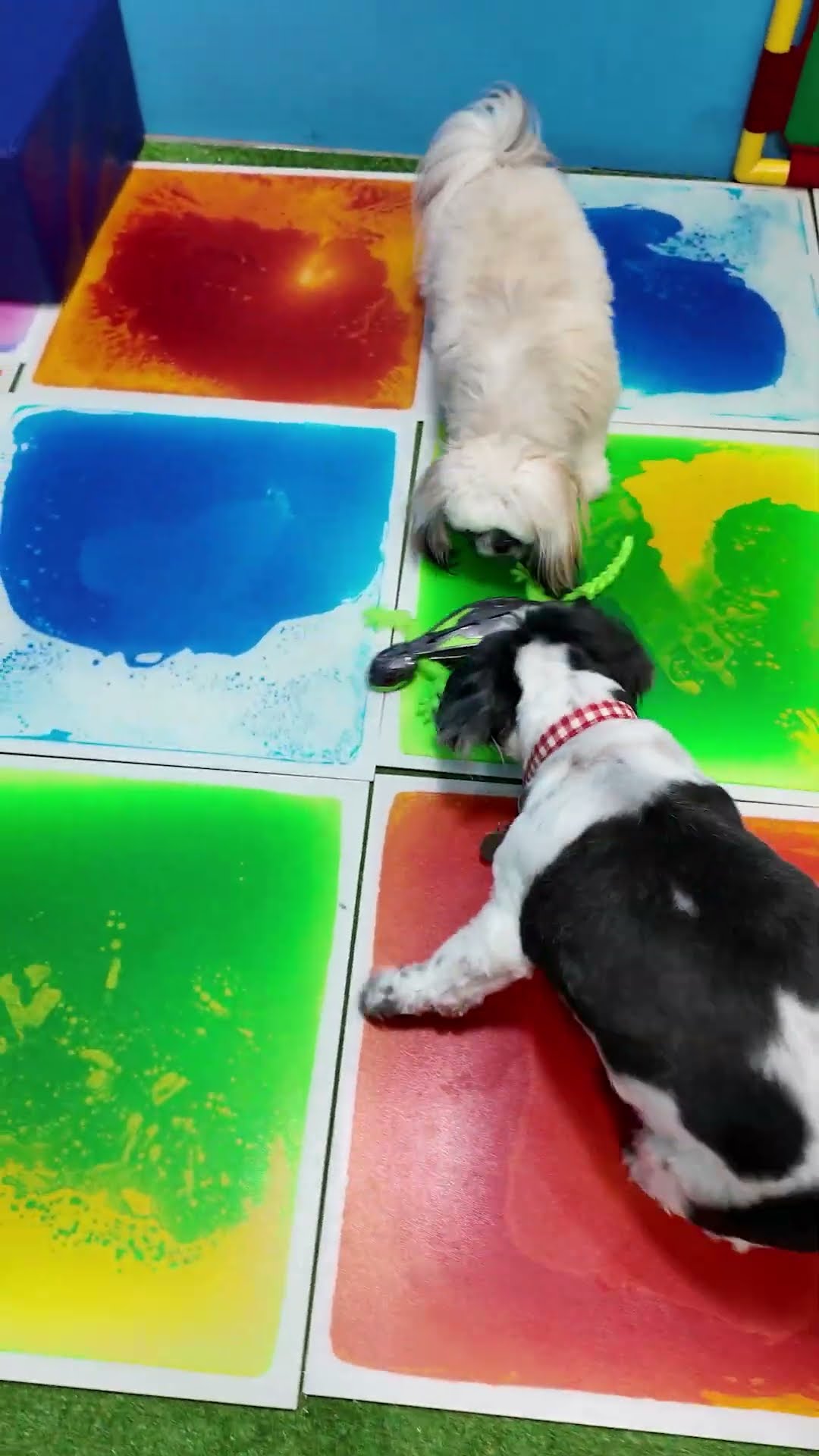 Assistant Has Wiggles Waggles and Waffles Play with Gekko Robot #FamilyFun #FunnyDogs