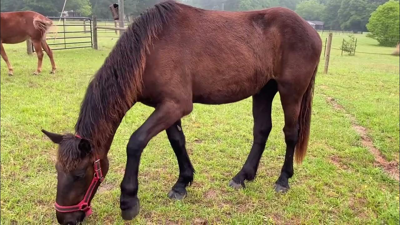 The draft horses and mule are enjoying the sweet spring grasses 