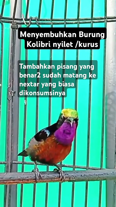 Perawatan burung konin nyilet atau kurus #kolibrininja #konin #pakankonin @mandorkicau