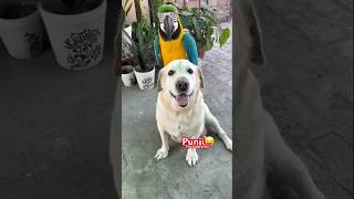 punji labrador retriever puppy #ramesh vibes #animals ##utube #love #labrador #cupcakes