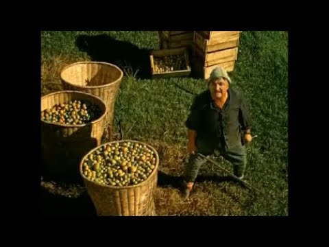 \"უდიპლომო სასიძო\" - ვარდენი VS ბიჭიკო (udiplomo sasidzo)