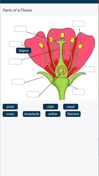 15+ Flower Diagram Labelled
