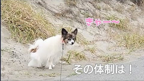 海岸散歩で次回予告あり！コメントは不要です