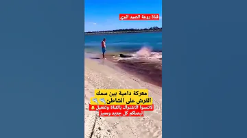 معركة دامية بين سمك القرش على الشاطئ 