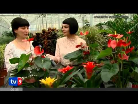 Anthurium - გრატოს სათბურები -მეორე ნაწილი