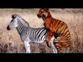 Zebra   Tiger - The Tribute (Drop Draws Riddim).flv