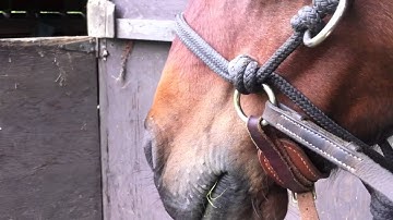 Two different types of bitless bridles