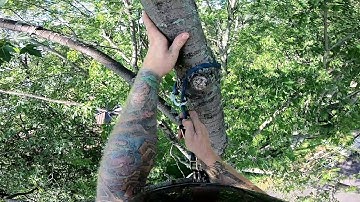 silver maple pruning