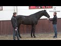 So Perfect by Sezuan / Sir Donnerhall I – stallion born 2017 (ENG)