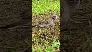 Download Lagu suara burung tekukur kuk satu gacor dorrr #birds #burungtekukurgacor #lovebirds MP3