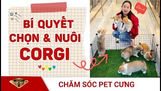 Bí quyết chọn và nuôi Corgi chuẩn, khoẻ, đẹp cho người mới bắt đầu | AZPET